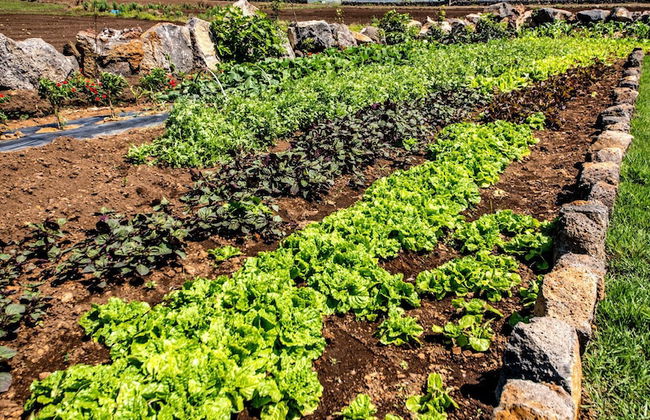 Boreum Pension - Foto 77