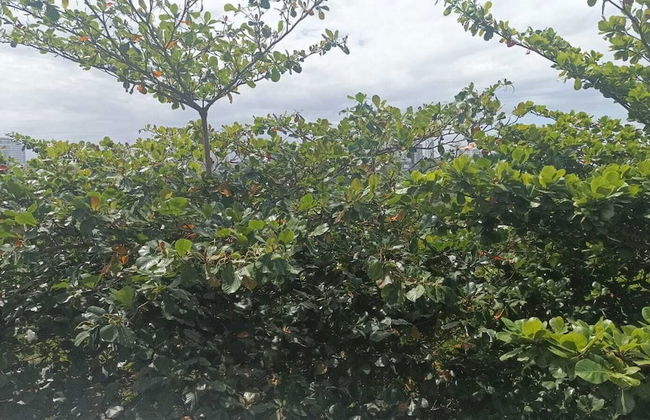 Flat TOP pra homeoffice internet voando - Foto 3