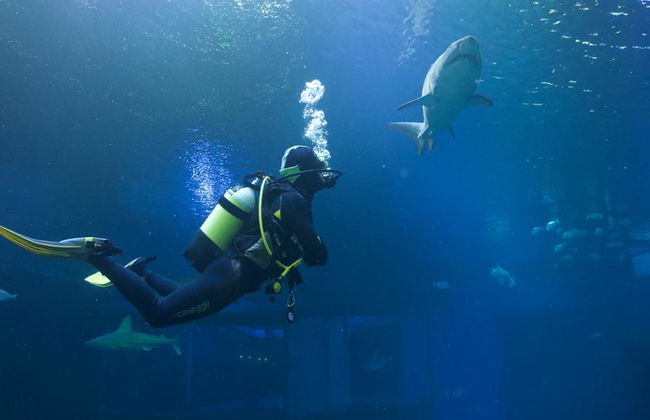 Palma Aquarium - Ticket - Foto 15