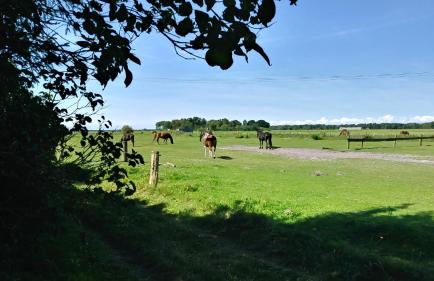 Ferienhäuschen - Foto 37