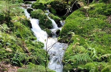 Blick In Den Garten - Foto 26