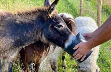 Rajski Zakątek - jeden domek na działce z gorącą balią i mini ZOO - Foto 17