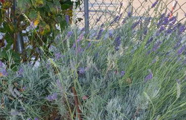 A casa de Fiore - Foto 19