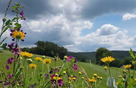 Zirbenholzwohnung Lochau - Foto 18