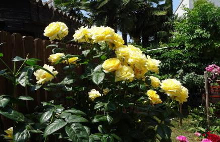 App Sorgo - Photo 33