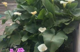 Manzoni Apartment - Foto 19