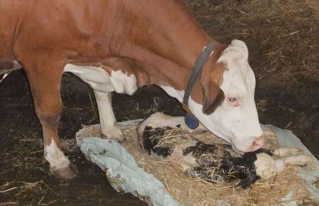 Cosy Apartment in Welsberg - Foto 8