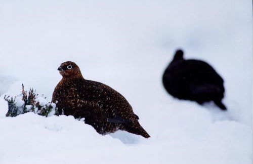 Craiglea Lodge & Barn - Foto 47