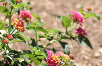 Mesomax - Villa vue mer, piscine, proche de la mer - Appartement RDC - Foto 6