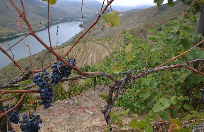 Quinta da Veiga - Foto 19