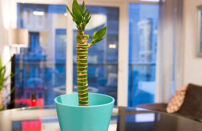 Toronto Queen Suites - Foto 10