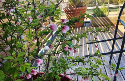 "Passage en Provence" appartements avec terrasse et piscine - Foto 42