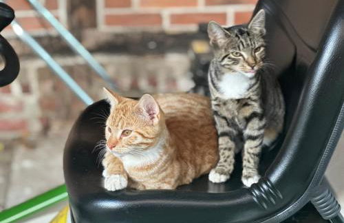 Schöner Winkel - Foto 28