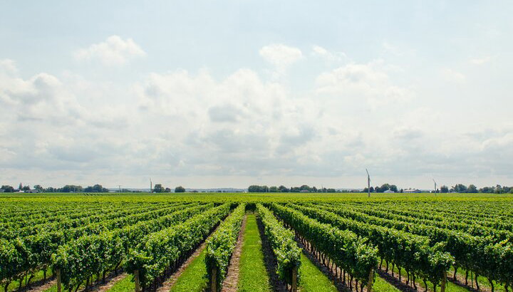 Tour privado de día completo a Vineyard (Valle del Rin) desde Frankfurt - Foto 1