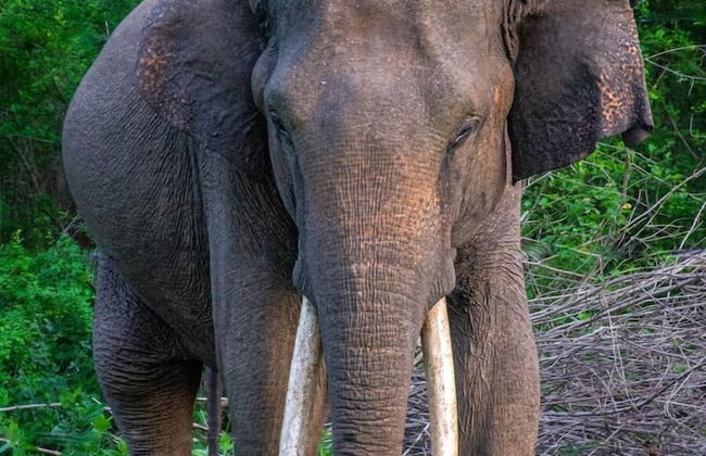 maya tangalle - Photo 22