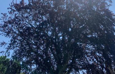 Le Hêtre Pourpre - Foto 23