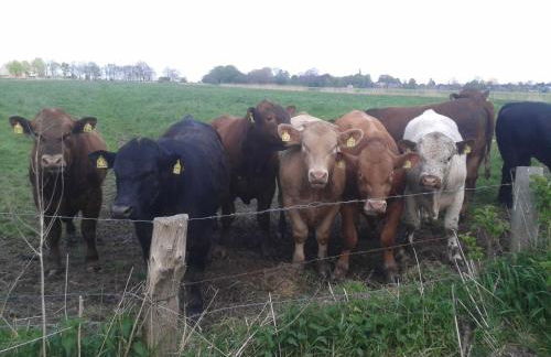 Luxus Chalet mit Terrasse, sehr ruhig in Kollmar - Foto 18