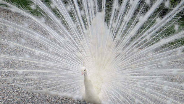 Borromean Islands Boat Trip - Foto 5