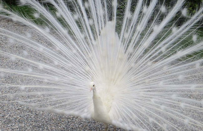 Borromean Islands Boat Trip - Foto 5