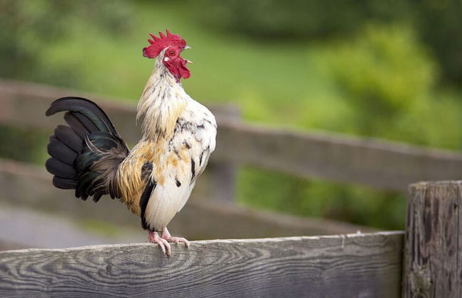 Apartment in Schwalbenhof Farm - Foto 17
