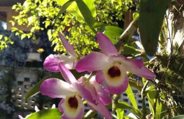 Casa quatro patas - Photo 19