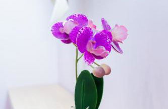 Studio Toulouse Capitole La Voute Rose - Photo 54