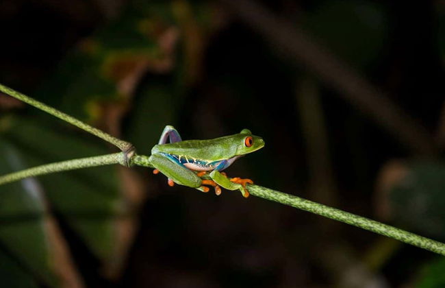 Senderismo nocturno por Tortuguero - Foto 4