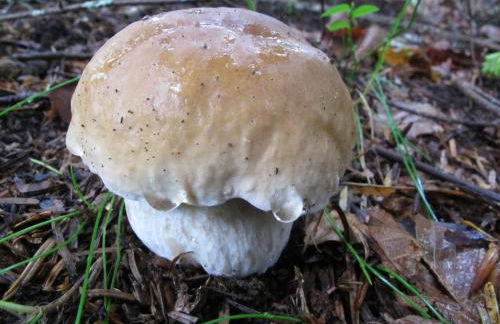 La Cazalère - Foto 35