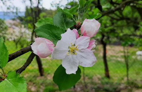 Maszkowice Domek nad Dunajcem na szczycie gory - Foto 9