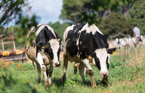 Turisme Rural Ca l,Anguila - Foto 45