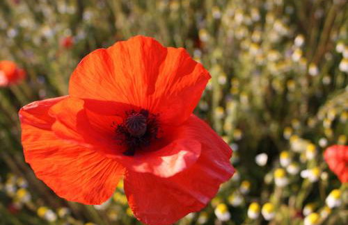 Ferienwohnung mit Terrasse in Kropelin - Foto 36