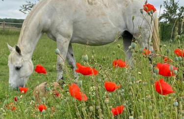 Domaine Nature Vacances - Foto 28