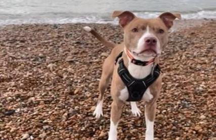 Beach View - A Truly Stunning House Opposite The Sea! Sleeps 10! Families, Friends, Contractors and Pets are all Welcome! - Foto 7