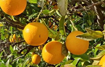 Holidays In Provence Alpes Maritimes - Foto 21