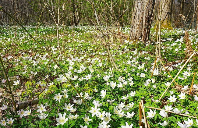 4 Person Holiday Home in Hallevadsholm-by Traum - Foto 14