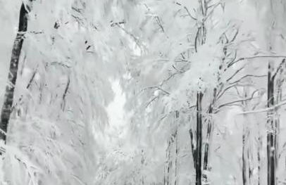 The Grey Lodge at Bosco Verde - Photo 41