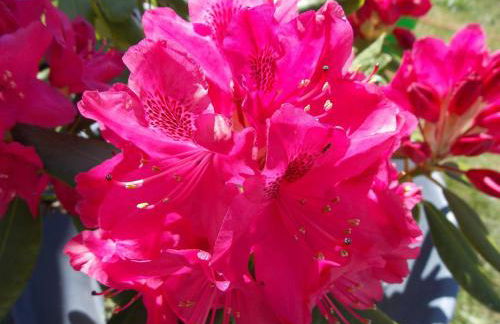 Ferienwohnung Mohnblume - Photo 14