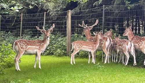 Holla die Waldfee - Foto 2