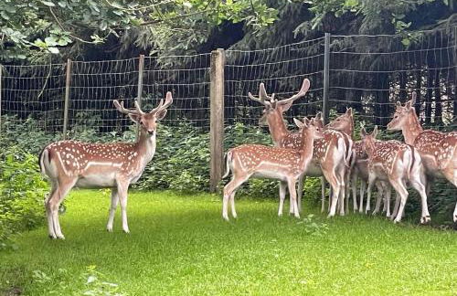 Holla die Waldfee - Foto 2
