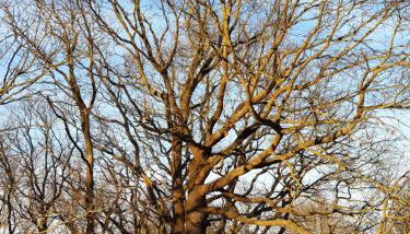 Seesternchen - Foto 4