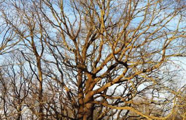 Seesternchen - Foto 4