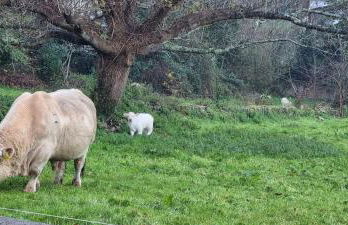 Apartamentos Les Texuques - Foto 24