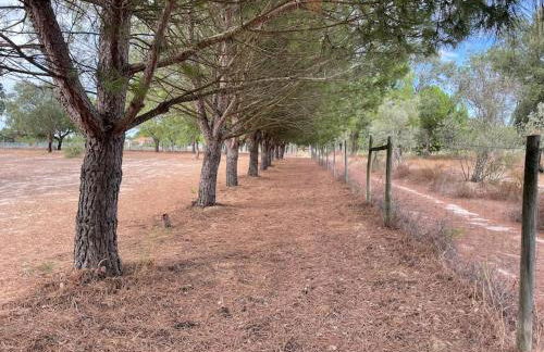 Monte Velho - Country House - Foto 23