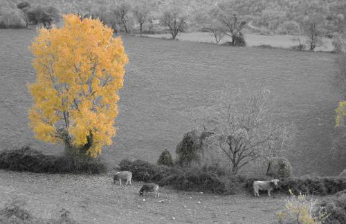 La Llar-Lo Paller del Coc - Foto 16