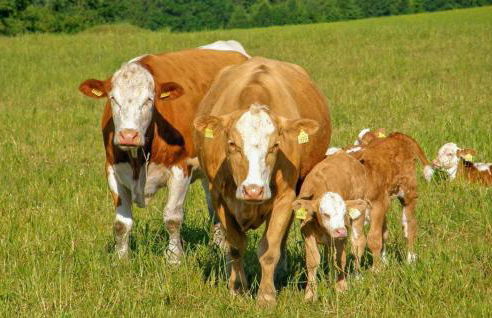 Ferienwohnung Neuhausen - Photo 13