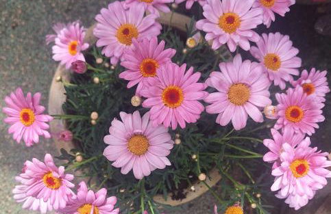 Casa acogedora familiar en la montaña - Foto 49