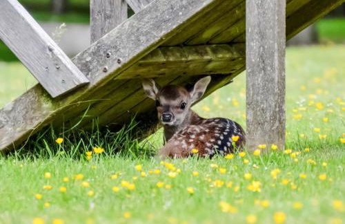 Deer Cottage 1 Uk39330 - Foto 23