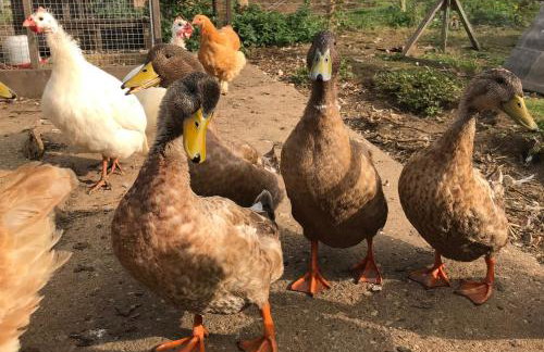 The Grainstore at Moor Farm - Foto 34