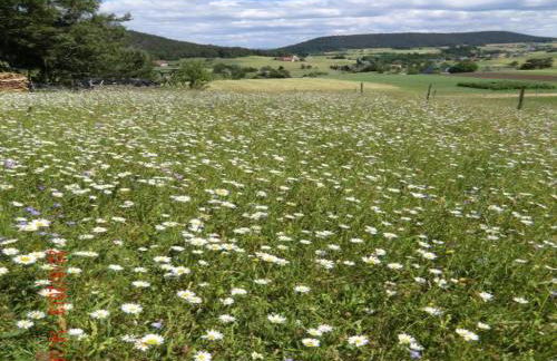 Charming Apartment, Harz Region - Foto 46