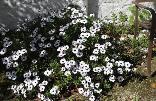 Villa Casa das Palmeiras - Foto 41